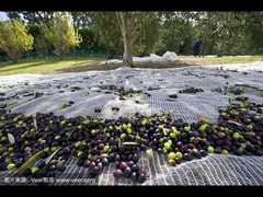 Zeytin ağı işlevi