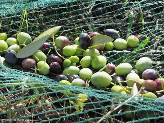 Tarım Ağları İçin Raschel Çözgü Örgü Makinesi SRCP